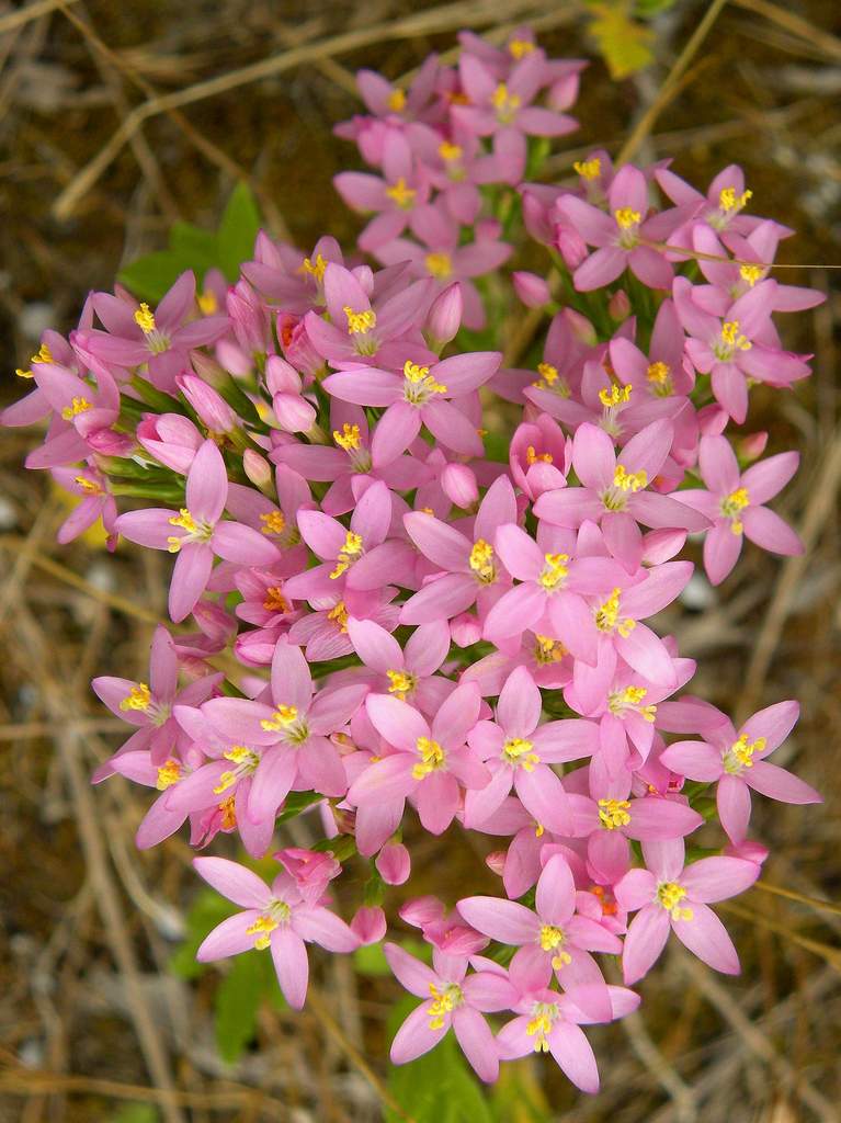 Lido di Venezia : Centaurium erytraea